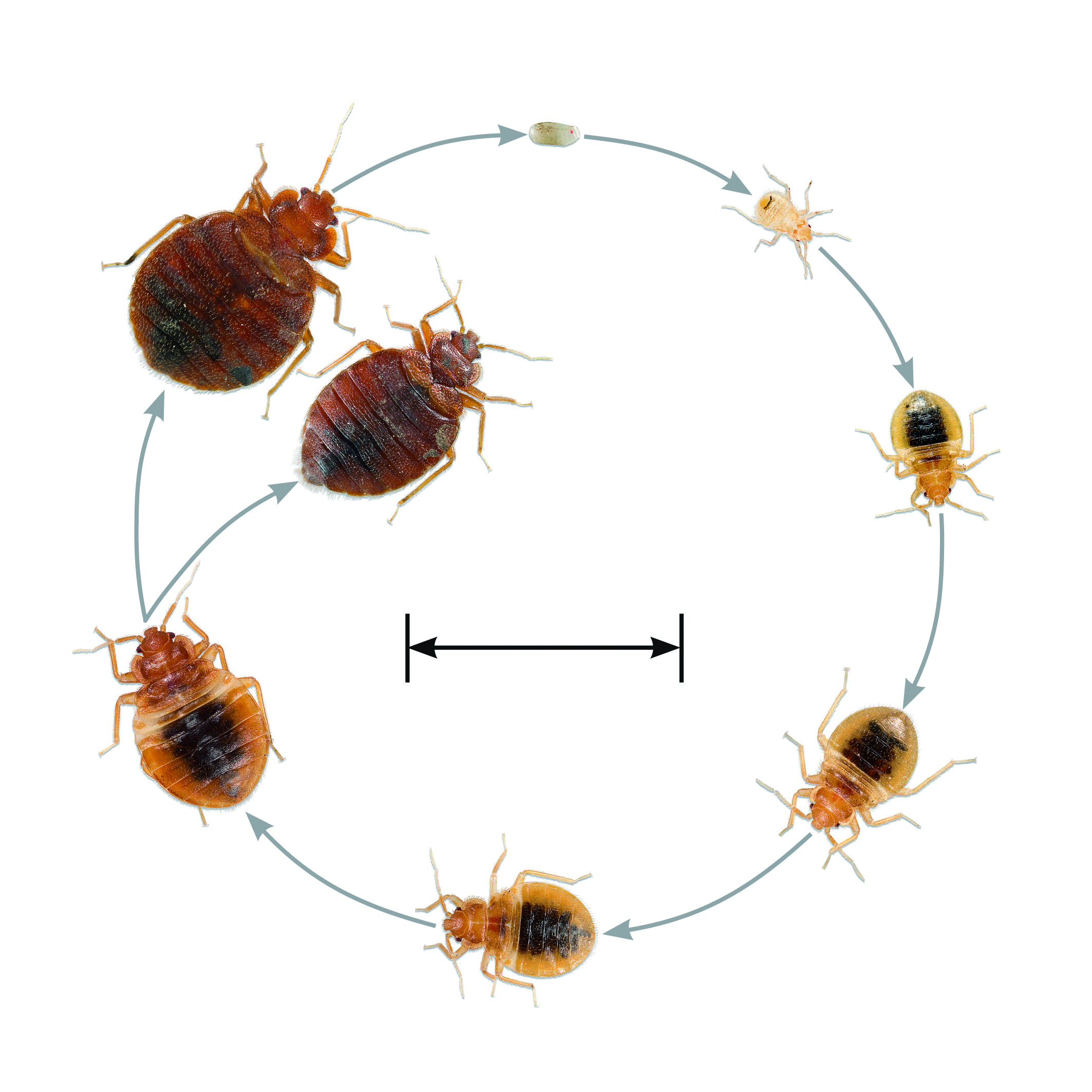 Bed Bug Life Cycle